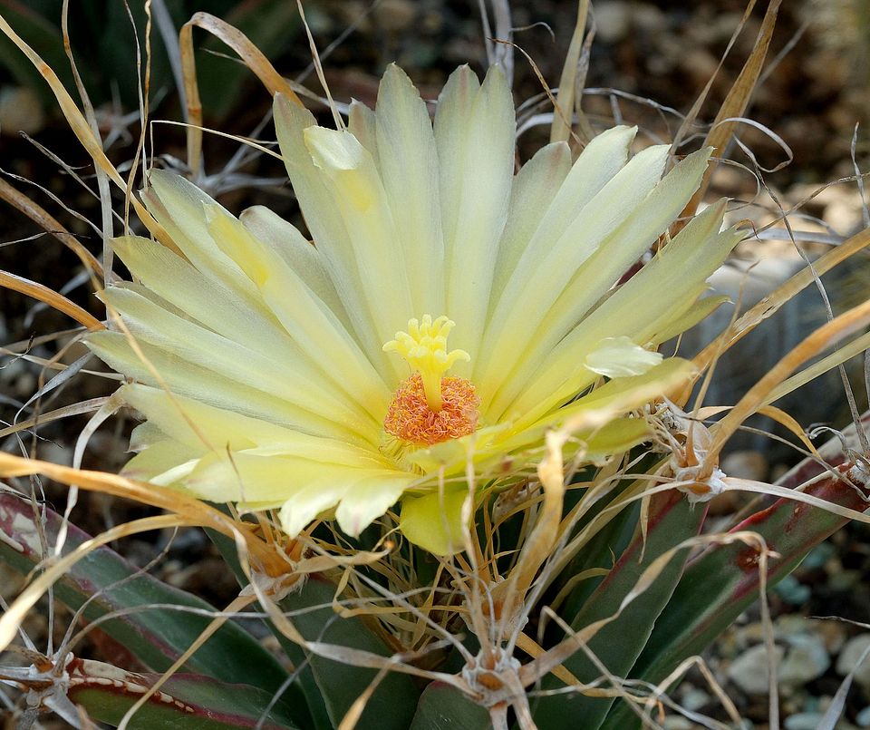 Leuchtenbergia principis