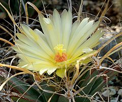 Leuchtenbergia principis