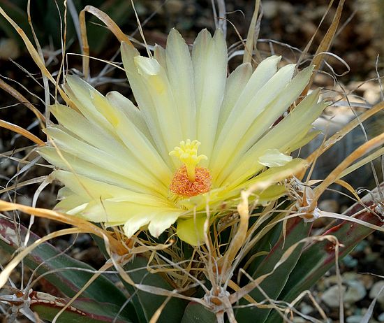 Leuchtenbergia principis