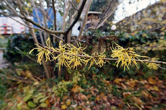 Hamamelis virginiana dfdf