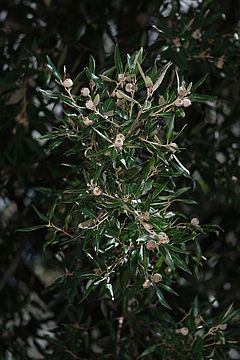 asdf