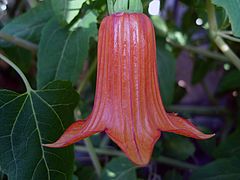 Canarina canariensis, Kanaren-Glockenblume dgfd