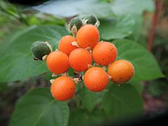 Cyphonandra abutiloides ff