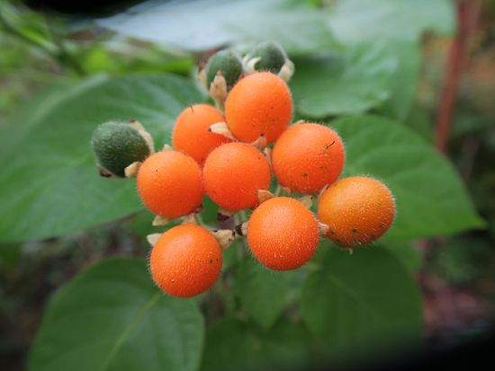 Cyphonandra abutiloides ff