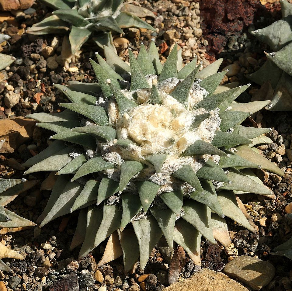 Ariocarpus retusus