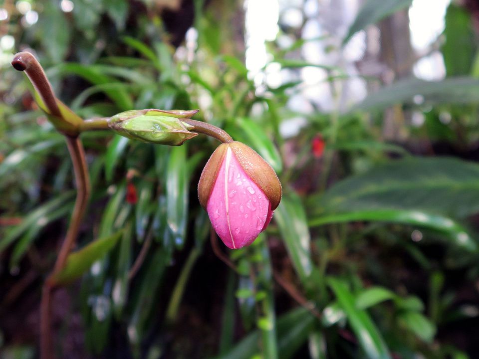 Phragmipedium kovachii dfg