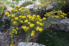Aster linosyris, Goldschopf-Aster sdfsdf