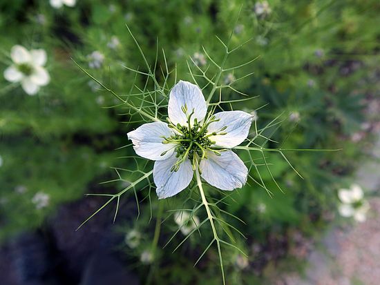 Nigella damascena, Jungfrau im Grünen dfsdf