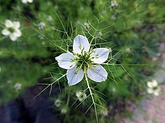 Nigella damascena, Jungfrau im Grünen dfsdf