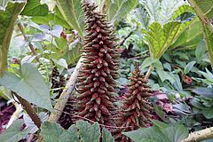 Gunnera manicata, Mammutblatt ghf