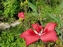 Hibiscus coccineus