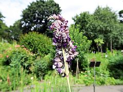 Thalia dealbata, Wasser-Canna dfdf