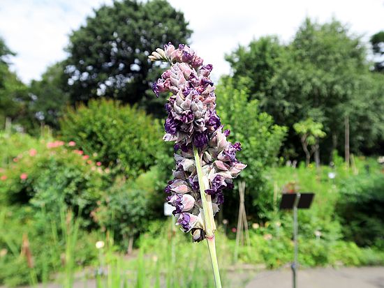 Thalia dealbata, Wasser-Canna dfdf