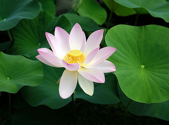 lotus