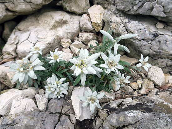 Leontopodium alpinum, Edelweiss dfdf