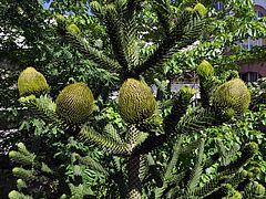 Araucaria araucana, Andentanne dfdf