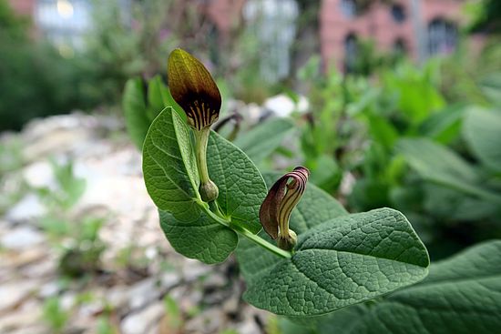 Aristolochia rotunda, Osterluzei grg
