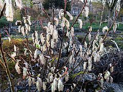 Salix crataegifolia, Weissdornblättrige Weide jkhjk