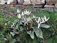 Erythronium dens-canis, Hundszahn sdfsd