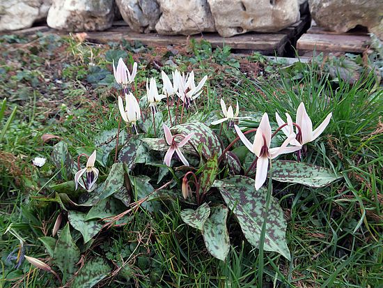 Erythronium dens-canis, Hundszahn sdfsd