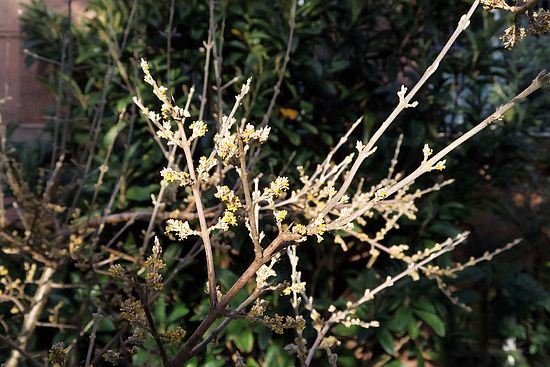 Shepherdia argenta fgdf