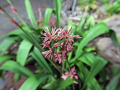 Carex scaposa, Kirschblüten-Segge sdfsd