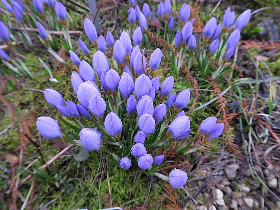 Crocus sieberi ssp. atticus, Sieber-Crocus dfgdfg