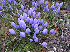 Crocus sieberi ssp. atticus, Sieber-Crocus dfgdfg