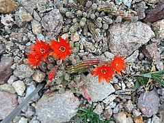 Echinopsis chamaecereus, Erdnusskaktus sdfsd
