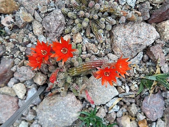 Echinopsis chamaecereus, Erdnusskaktus sdfsd