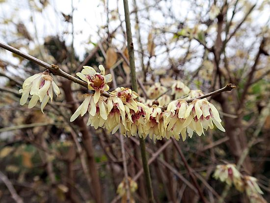 Chimonanthus praecox, Winterblüte fgdg
