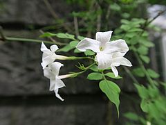 Jasminum officinale, Echter Jasmin xyxc