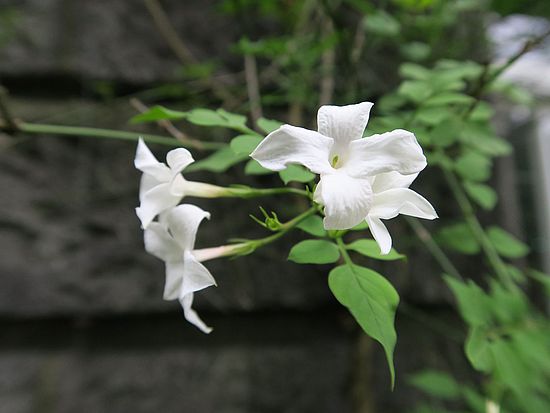 Jasminum officinale, Echter Jasmin xyxc
