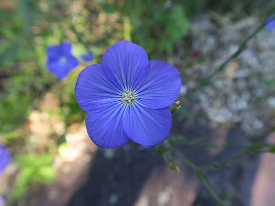 Linum narbonense, Südfranzösischer Lein dfsf