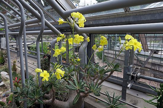 Pachypodium rosulatum, Dickfuss cxc