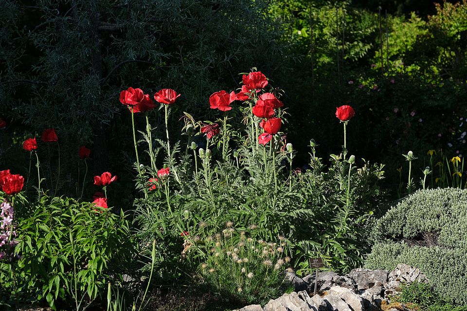 Papaver orientale (Türkischer Mohn) 