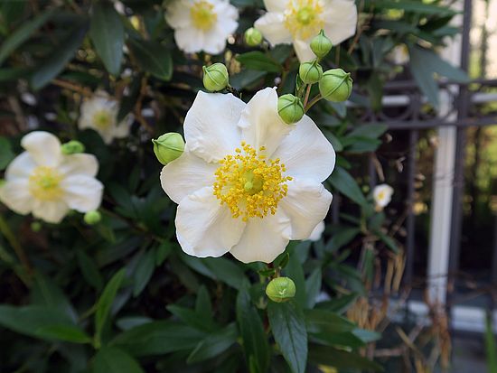 Carpenteria californica, Baumanemone dfsdf
