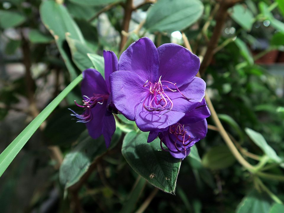 Tibouchina urvilleana, Veilchenbaum dfgdf