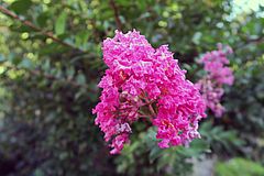 Lagerstroemia indica, Kräuselmyrte bvbc