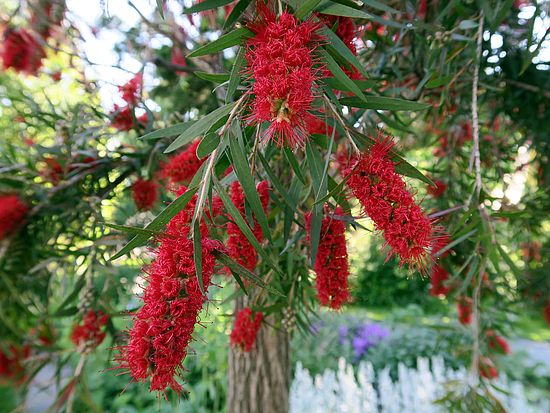 Callistemon viminalis, Zylinderputzer fdfd