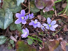 Hepatica nobilis, Leberblümchen fgfg