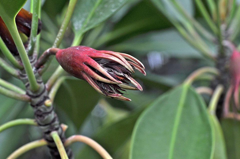 Bruguiera gymnorrhiza 