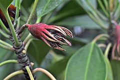 [Translate to English:] Bruguiera gymnorrhiza 