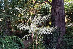 Epidendrum jasminosmum sss