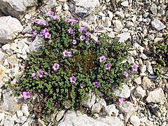 Saxifraga oppositifolia, gegenblättriger Steinbrech jkh