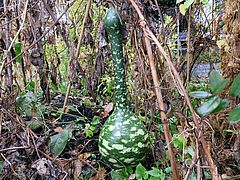 Lagenaria siceraria, Flaschenkürbis ds