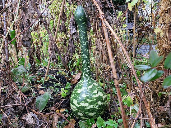 Lagenaria siceraria, Flaschenkürbis ds