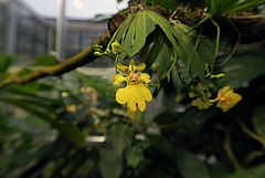 Erycina pusilla, Zwergorchidee dfsf