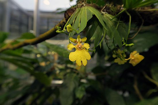 Erycina pusilla, Zwergorchidee dfsf