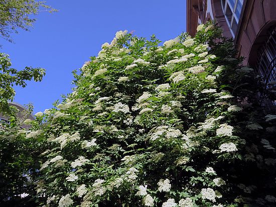 Sambucus nigra, Holunder dfsdf